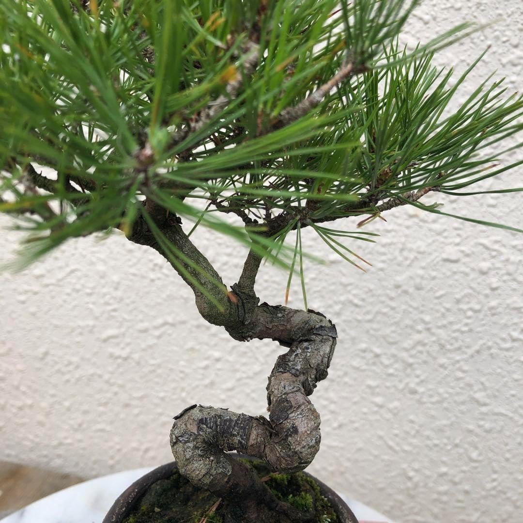 赤松の盆栽 赤松(アカマツ)盆栽の販売|盆栽妙 – 盆栽妙 本店 赤松の盆栽 赤松(アカマツ)盆栽の販売|盆栽妙 – 盆栽妙 本店